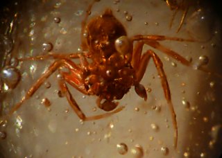 spider